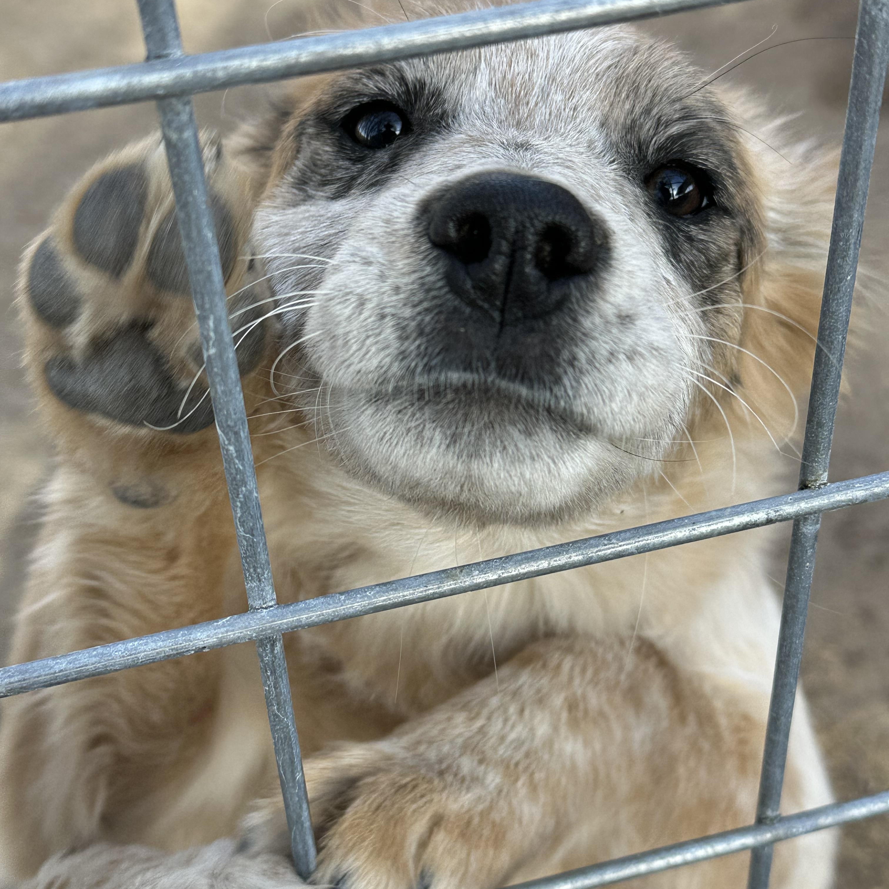 PEACHES, a ADOPTABLE mixed breed in Dubois, WY image 2/2