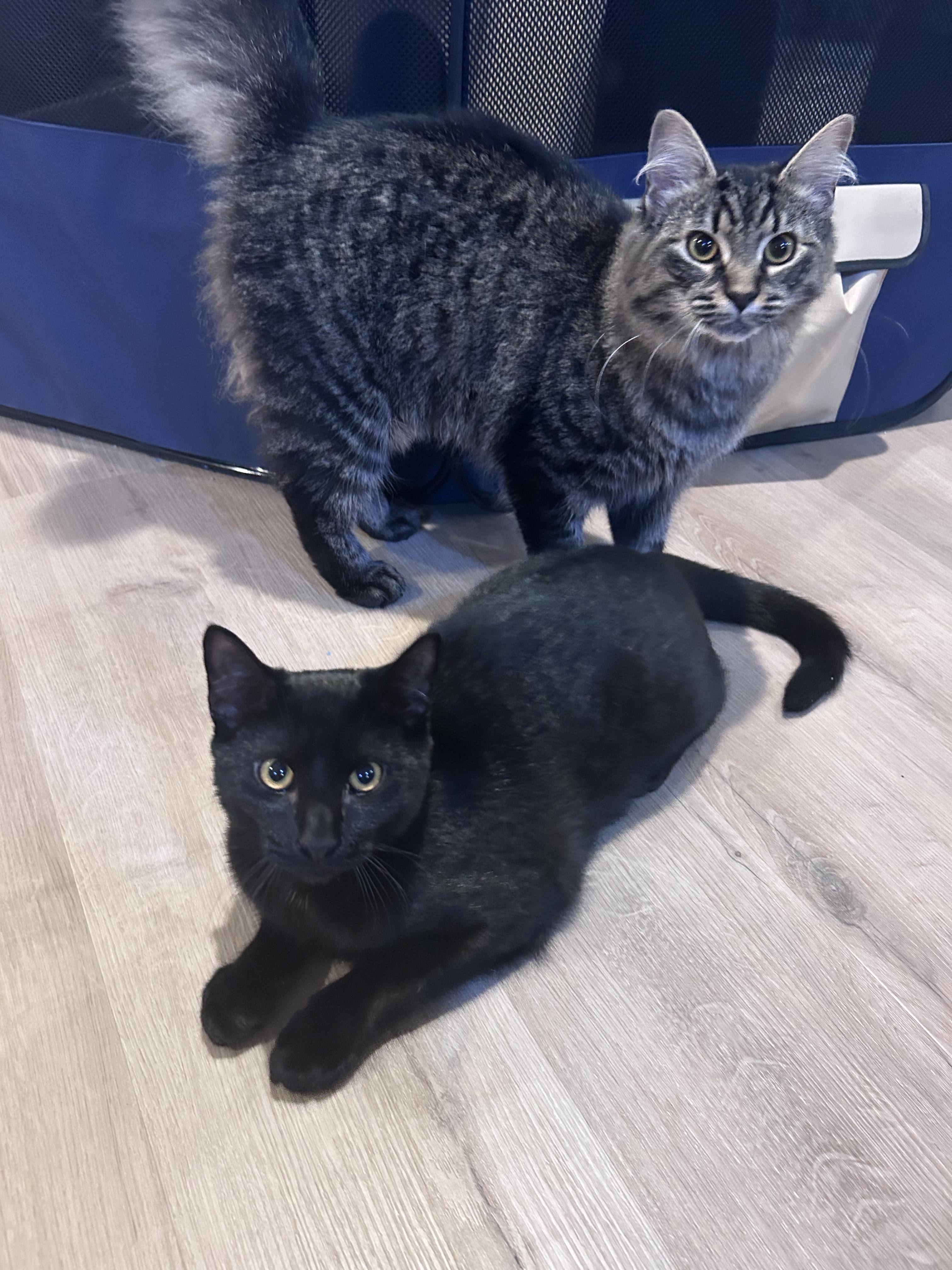 Enlarge Mya & Madeline, a Adoptable mixed breed in Allentown, NJ image 5/5