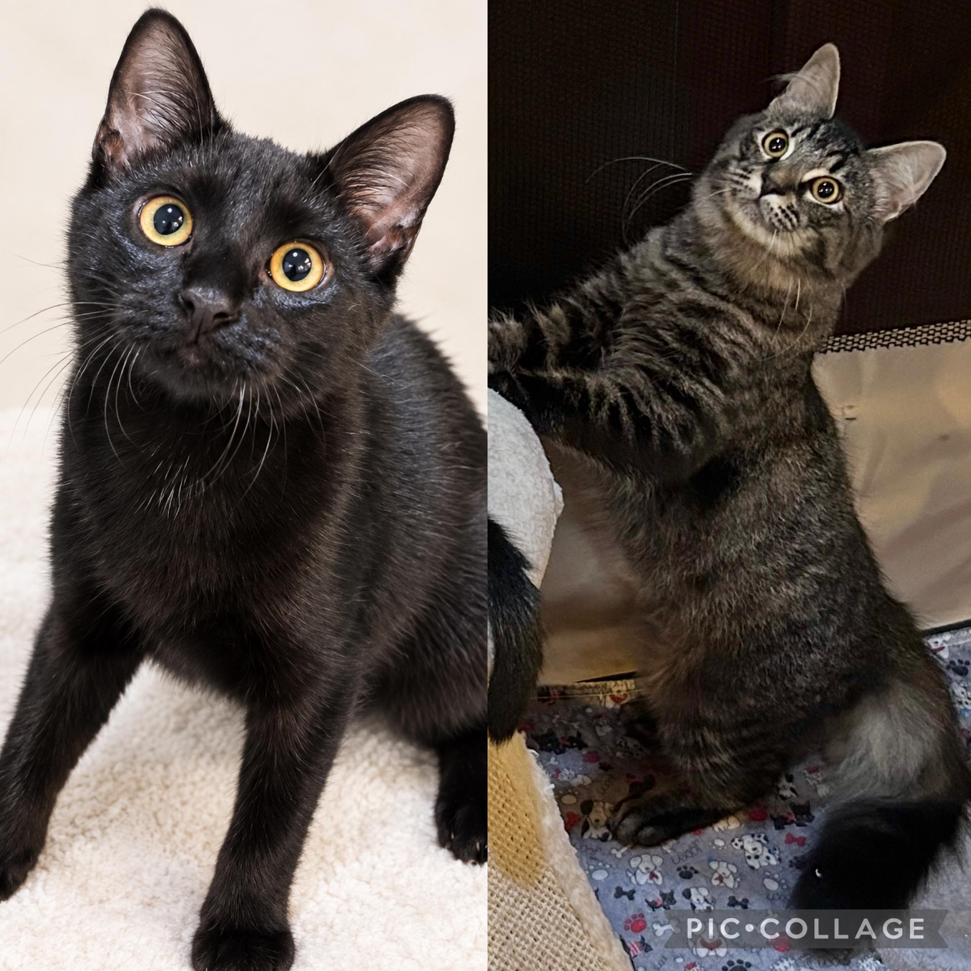 Mya & Madeline, Adoptable, Young Female Maine Coon & Domestic Long Hair.