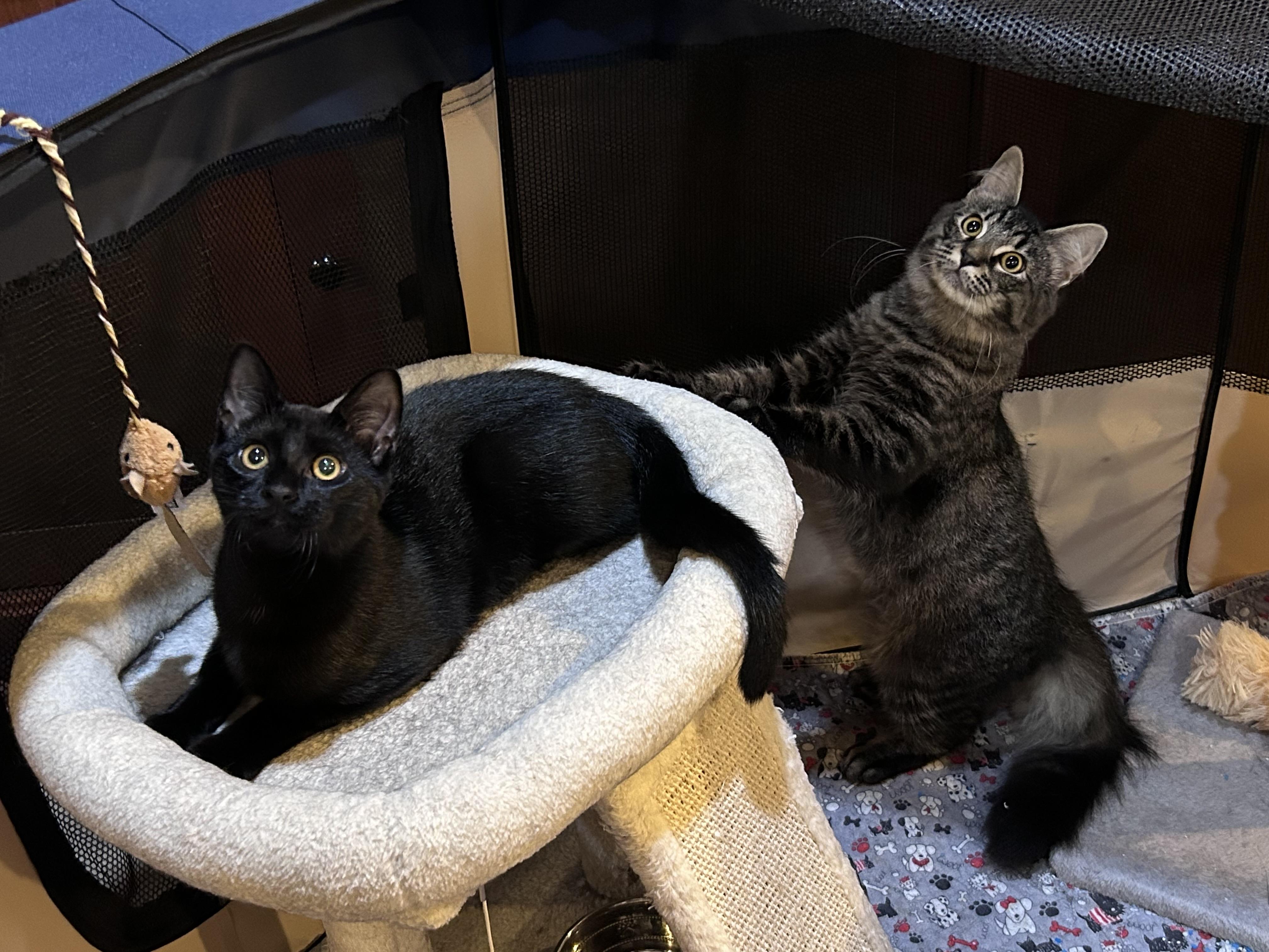 Enlarge Mya & Madeline, a Adoptable mixed breed in Allentown, NJ image 2/5