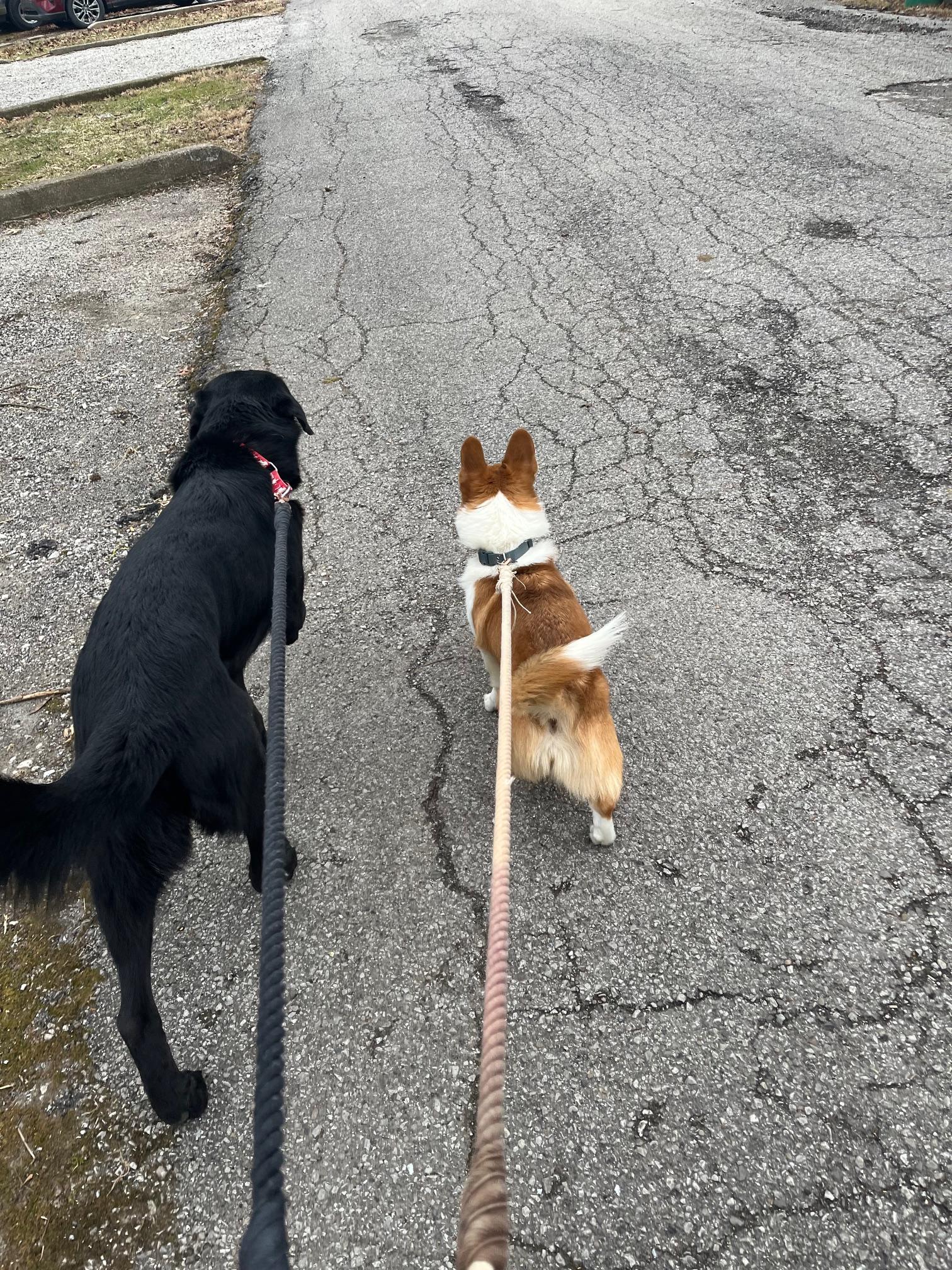 Enlarge Rasputia, a Adoptable Labrador Retriever in Indianapolis, IN image 4/4