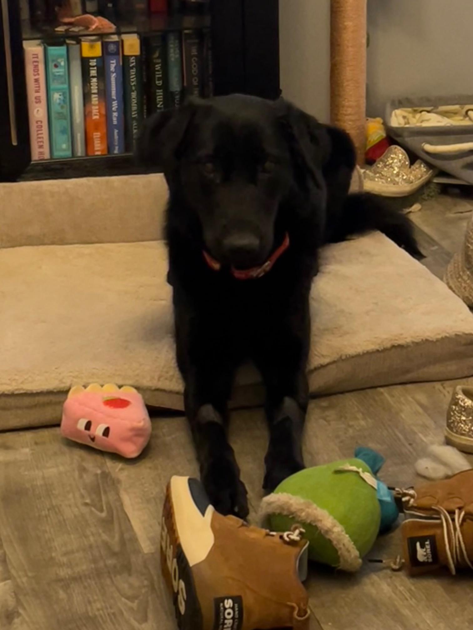 Rasputia, Adoptable, Young Female Labrador Retriever.