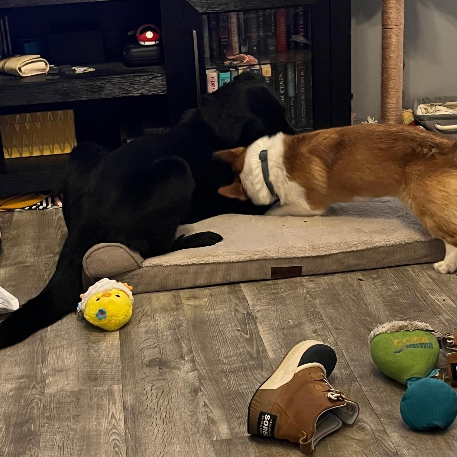 Enlarge Rasputia, a Adoptable Labrador Retriever in Indianapolis, IN image 2/4