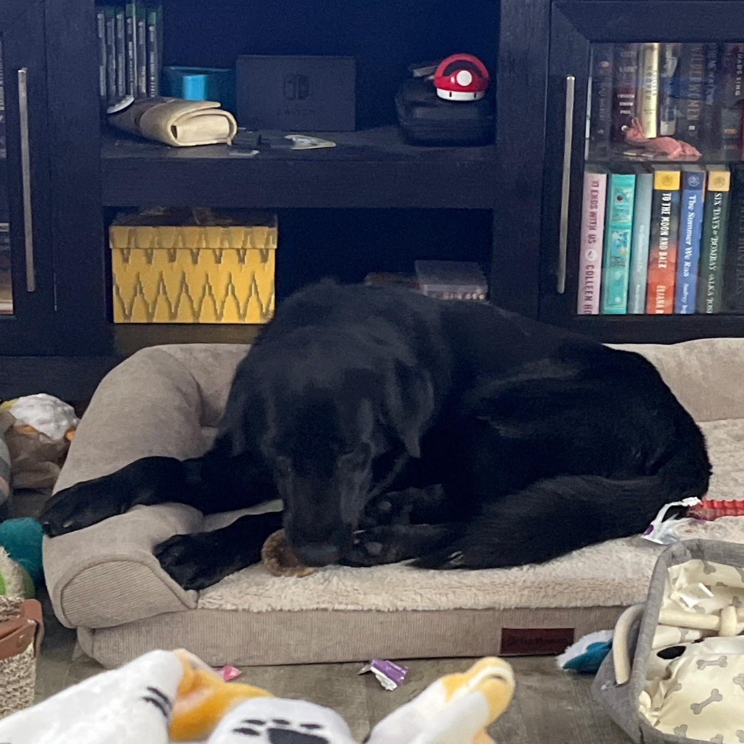 Enlarge Rasputia, a Adoptable Labrador Retriever in Indianapolis, IN image 3/4