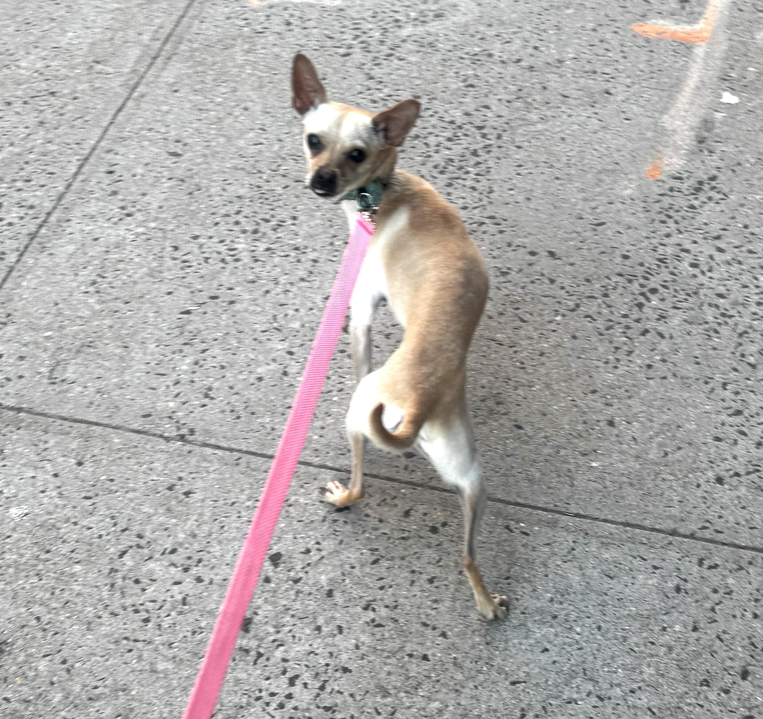 Enlarge Blondie, an adopted mixed breed in Brooklyn, NY image 4/6
