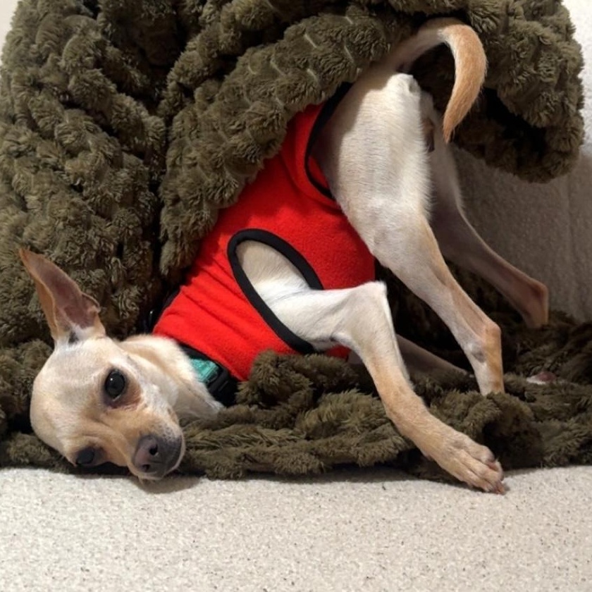 Enlarge Blondie, an adopted mixed breed in Brooklyn, NY image 2/6