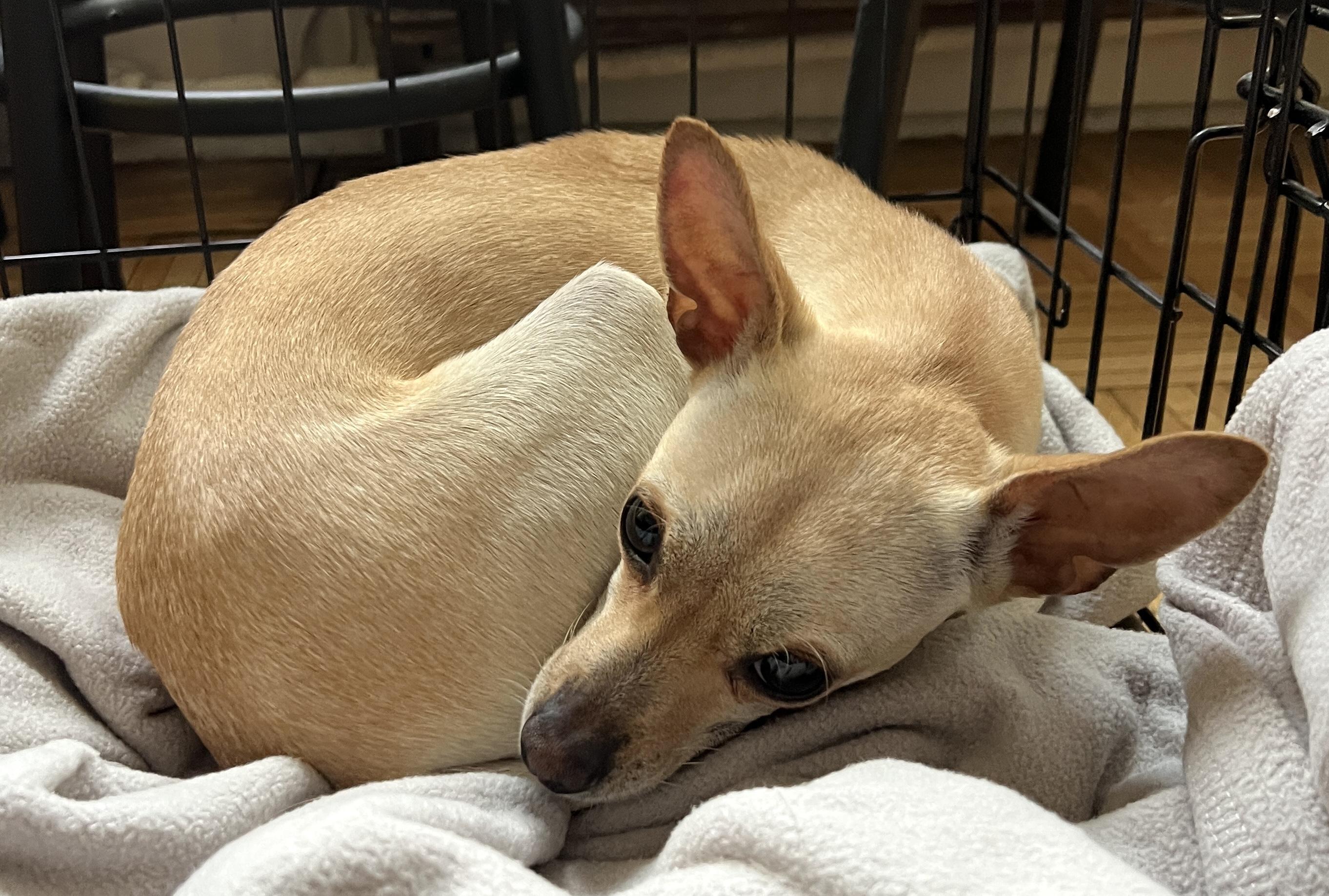 Enlarge Blondie, an adopted mixed breed in Brooklyn, NY image 5/6