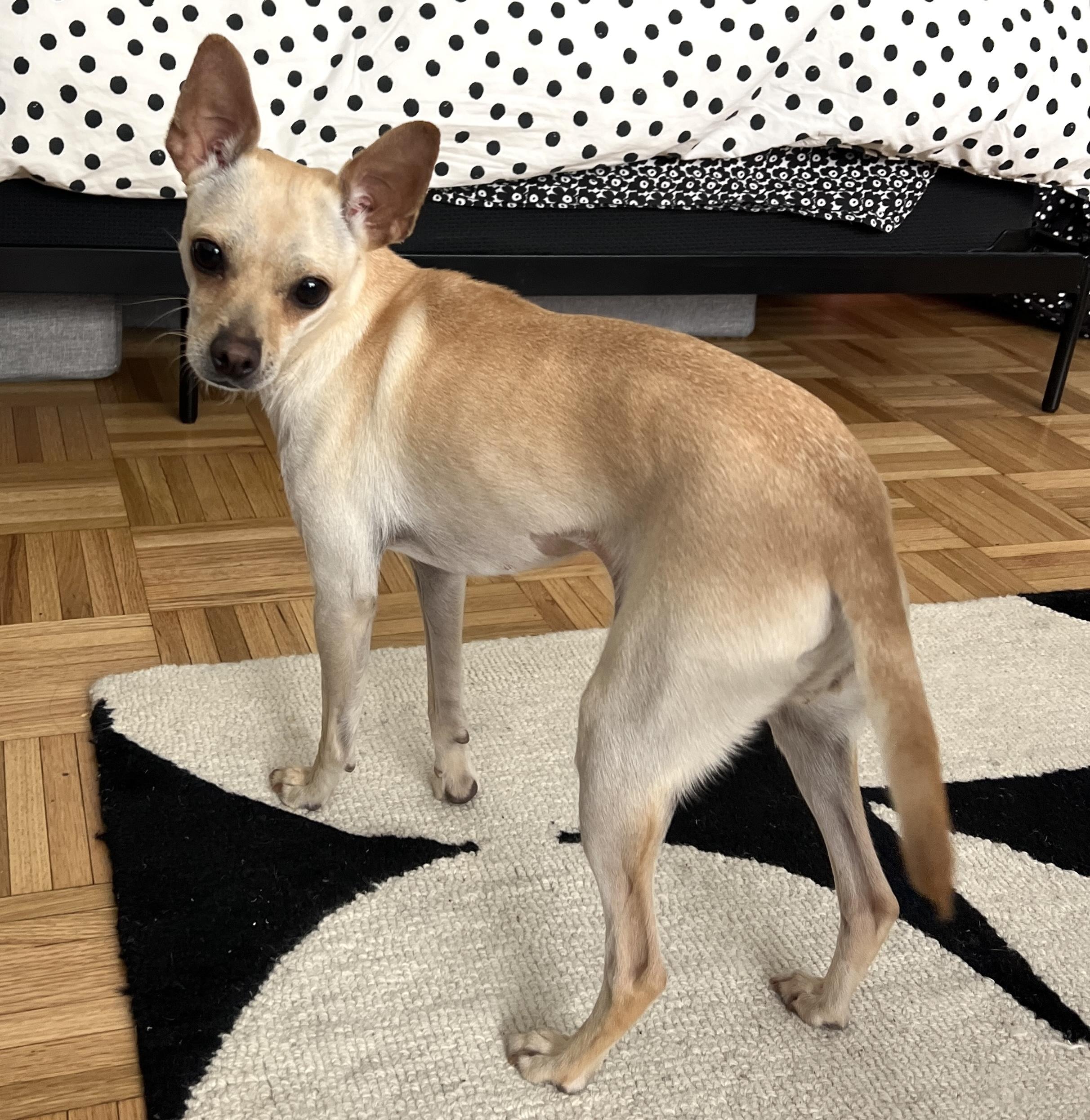 Enlarge Blondie, an adopted mixed breed in Brooklyn, NY image 3/6