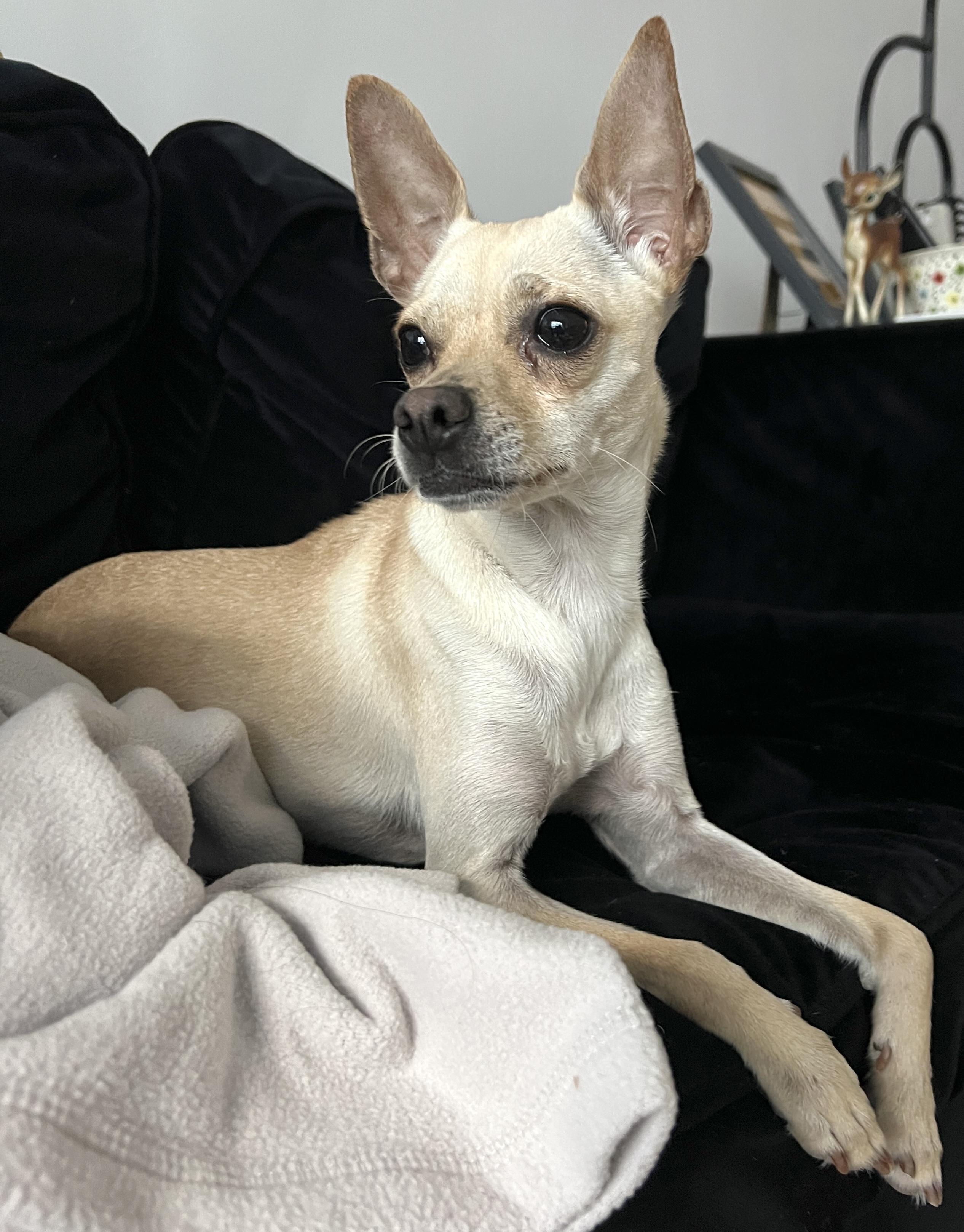 Enlarge Blondie, an adopted mixed breed in Brooklyn, NY image 6/6