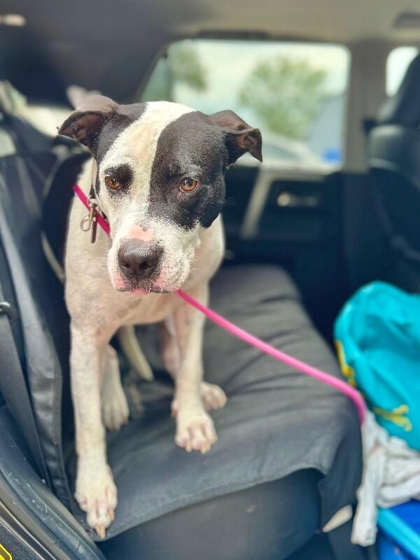 Panda the perfect doggy pal — thumbnail 3