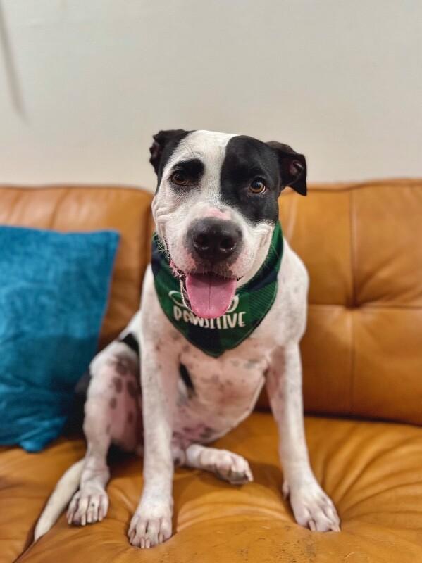 Panda the perfect doggy pal — thumbnail 4