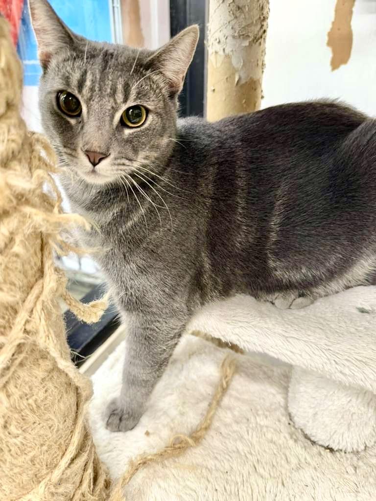 Enlarge Doughnut, an adopted Domestic Short Hair in Los Angeles, CA image 5/6