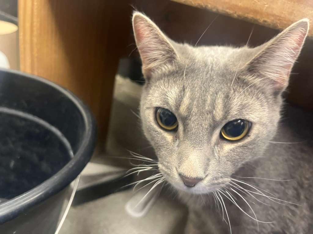 Enlarge Doughnut, an adopted Domestic Short Hair in Los Angeles, CA image 6/6