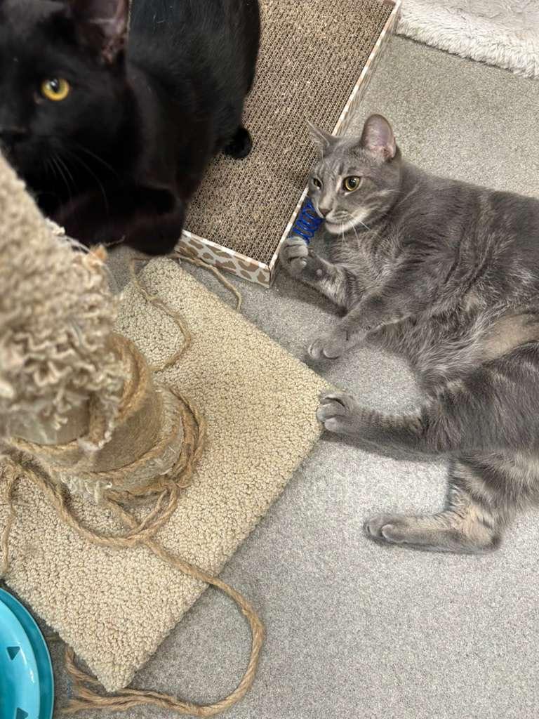 Enlarge Doughnut, an adopted Domestic Short Hair in Los Angeles, CA image 3/6