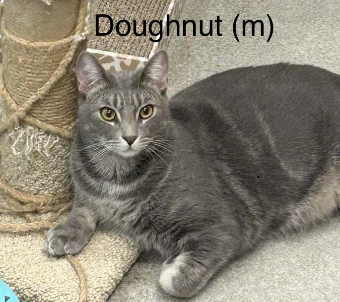 Doughnut, adopted, Adult Male Domestic Short Hair.
