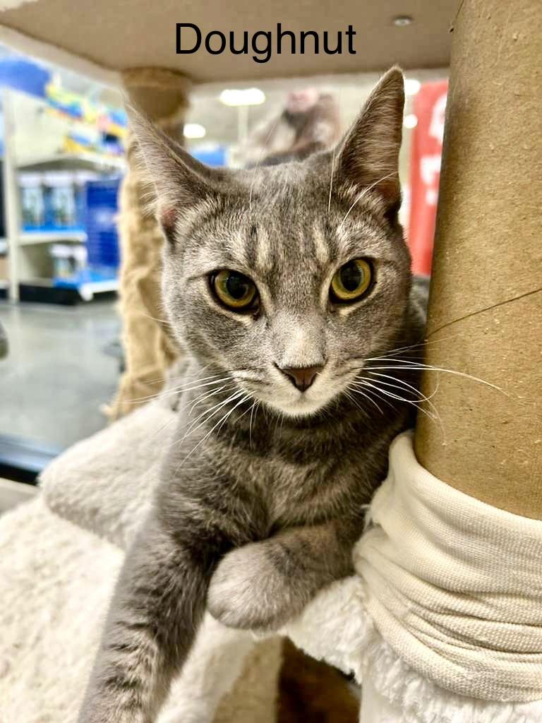Enlarge Doughnut, an adopted Domestic Short Hair in Los Angeles, CA image 4/6