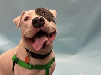 Piglet, Adoptable, Young Male Pit Bull Terrier & Mixed Breed.