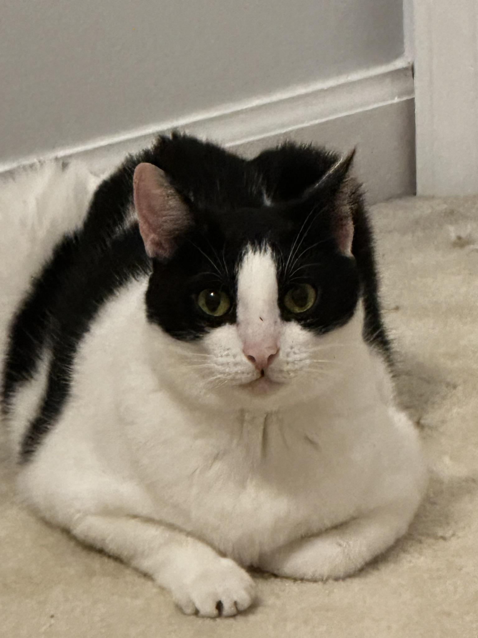 Mika, Adoptable, Adult Female Domestic Short Hair.