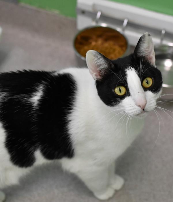 Enlarge Mika, a Adoptable Domestic Short Hair in Marietta, GA image 3/6