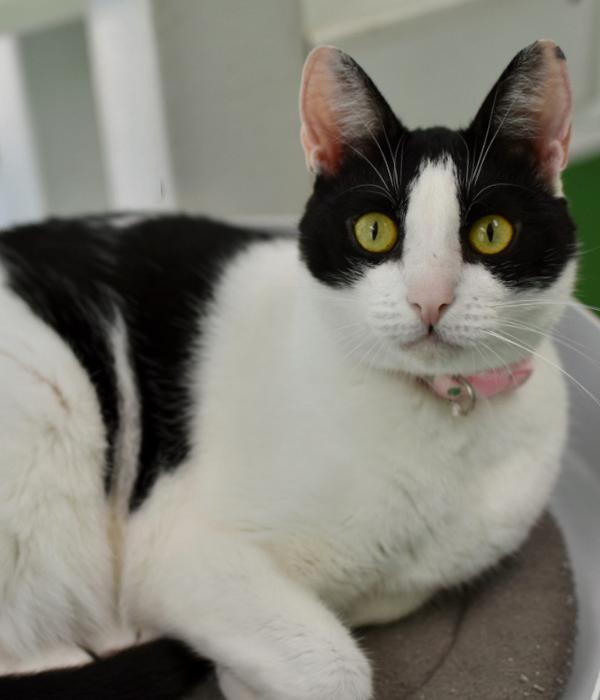 Enlarge Mika, a Adoptable Domestic Short Hair in Marietta, GA image 4/6