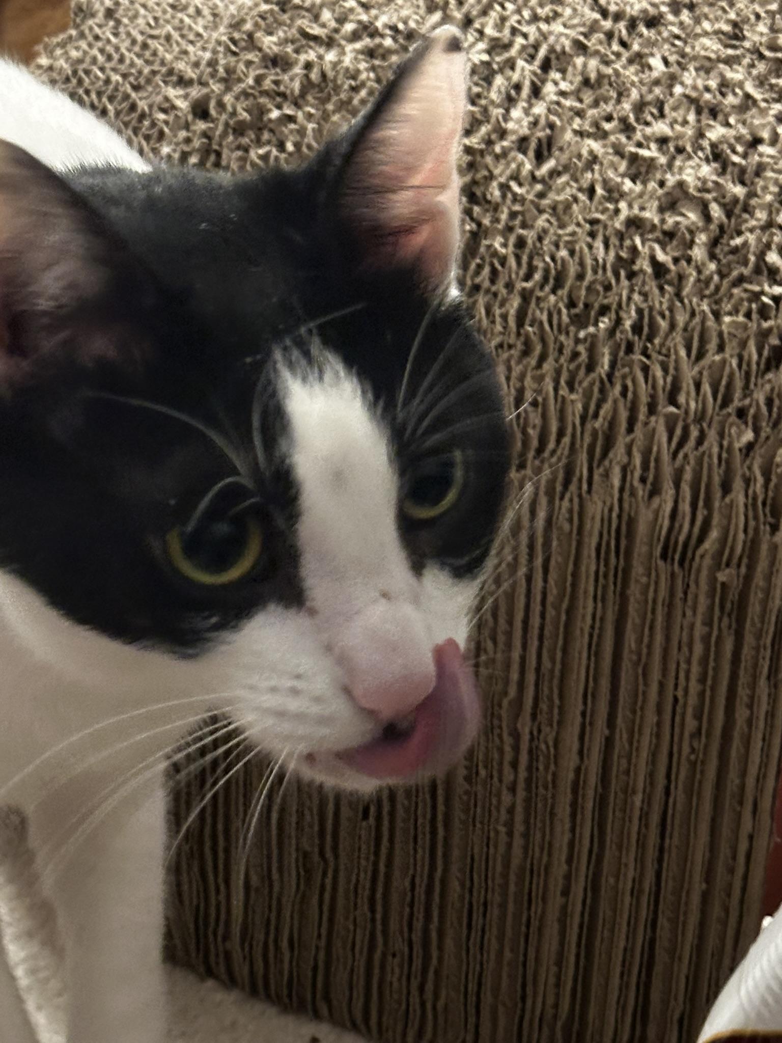 Enlarge Mika, a Adoptable Domestic Short Hair in Marietta, GA image 5/6