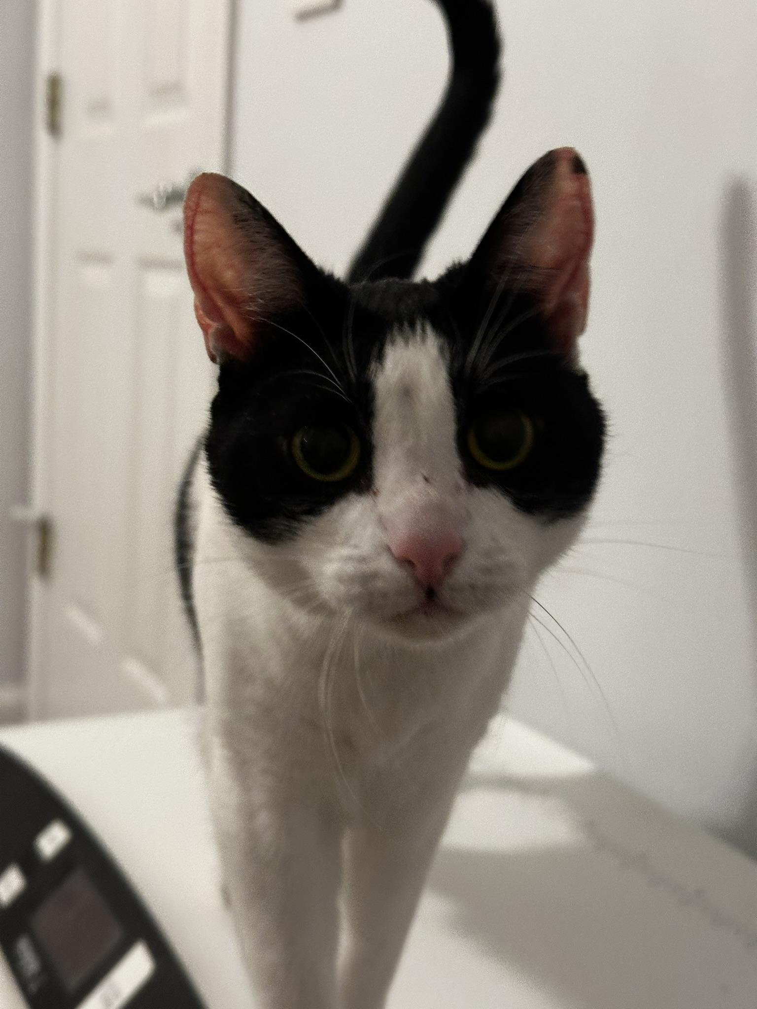 Enlarge Mika, a Adoptable Domestic Short Hair in Marietta, GA image 6/6