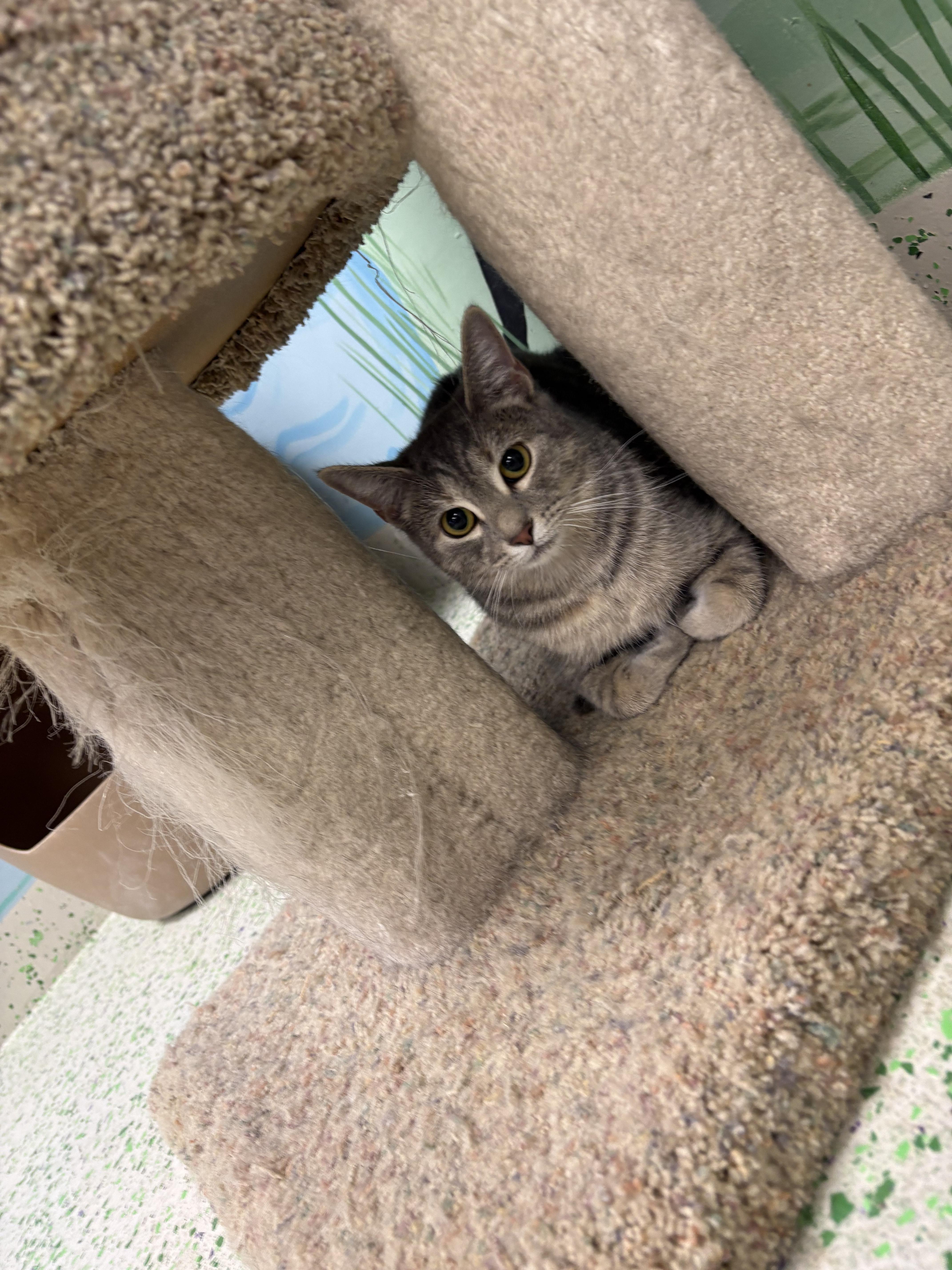 Kiwi, a Adoptable Domestic Short Hair in Richboro, PA image 3/4