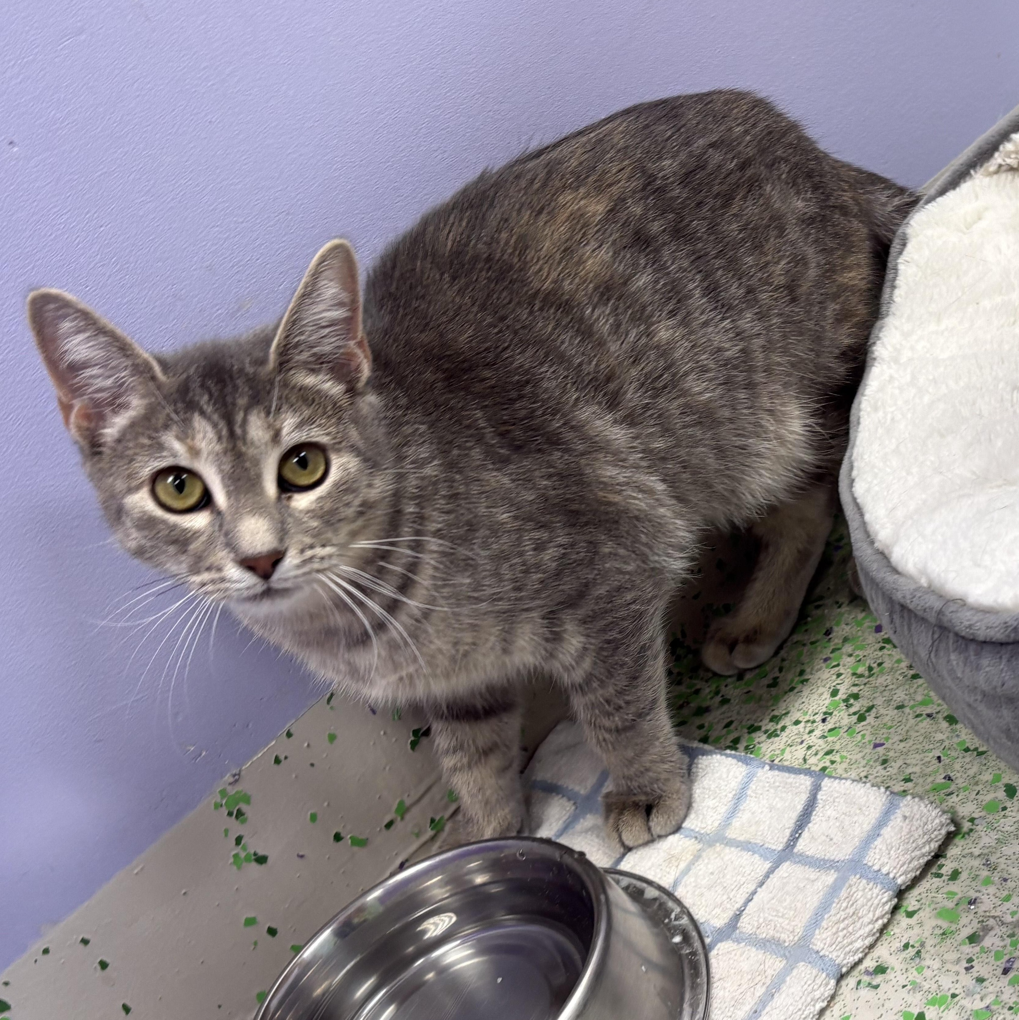 Enlarge Kiwi, a Adoptable Domestic Short Hair in Richboro, PA image 1/4
