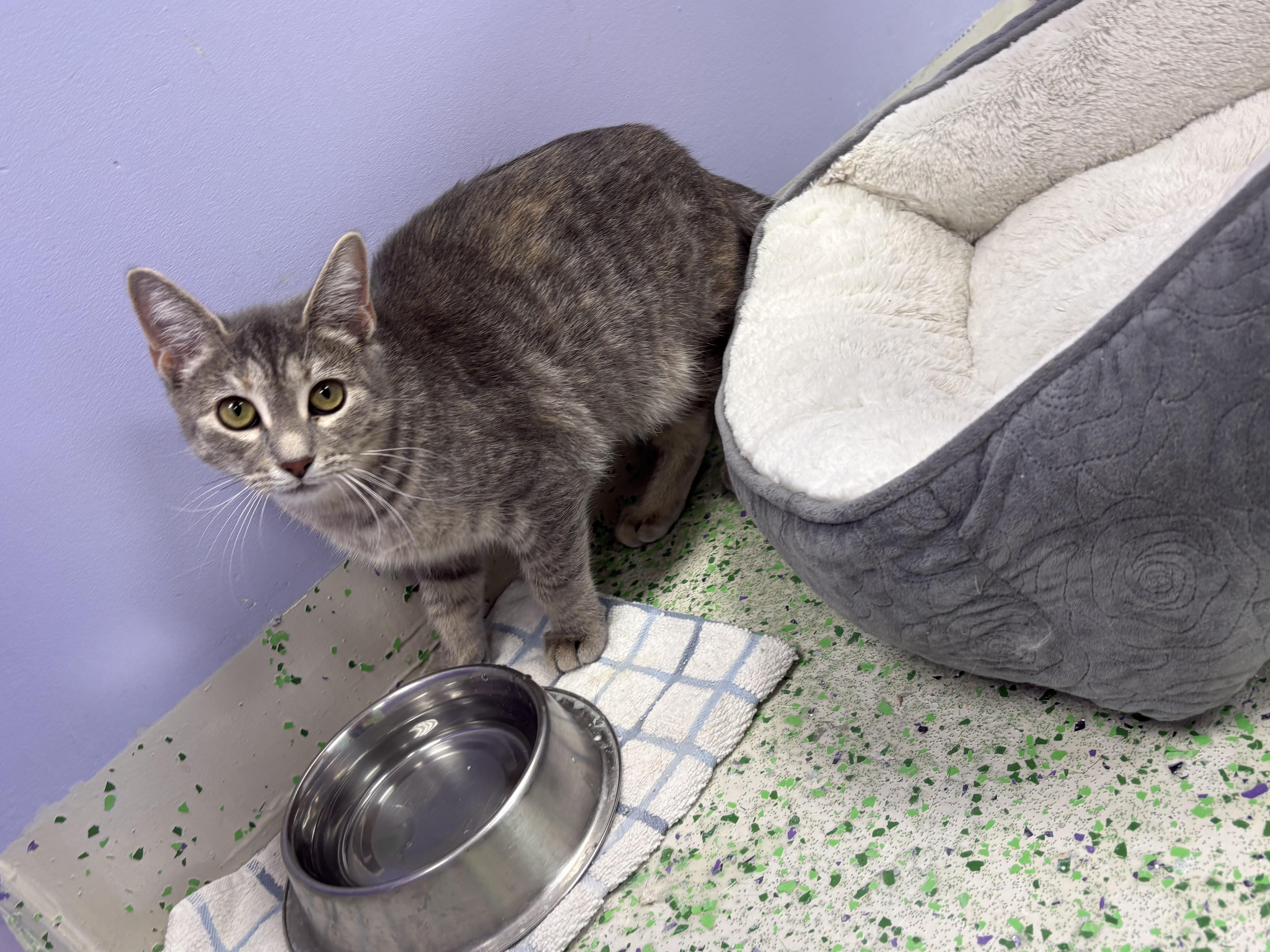 Kiwi, a Adoptable Domestic Short Hair in Richboro, PA image 2/4