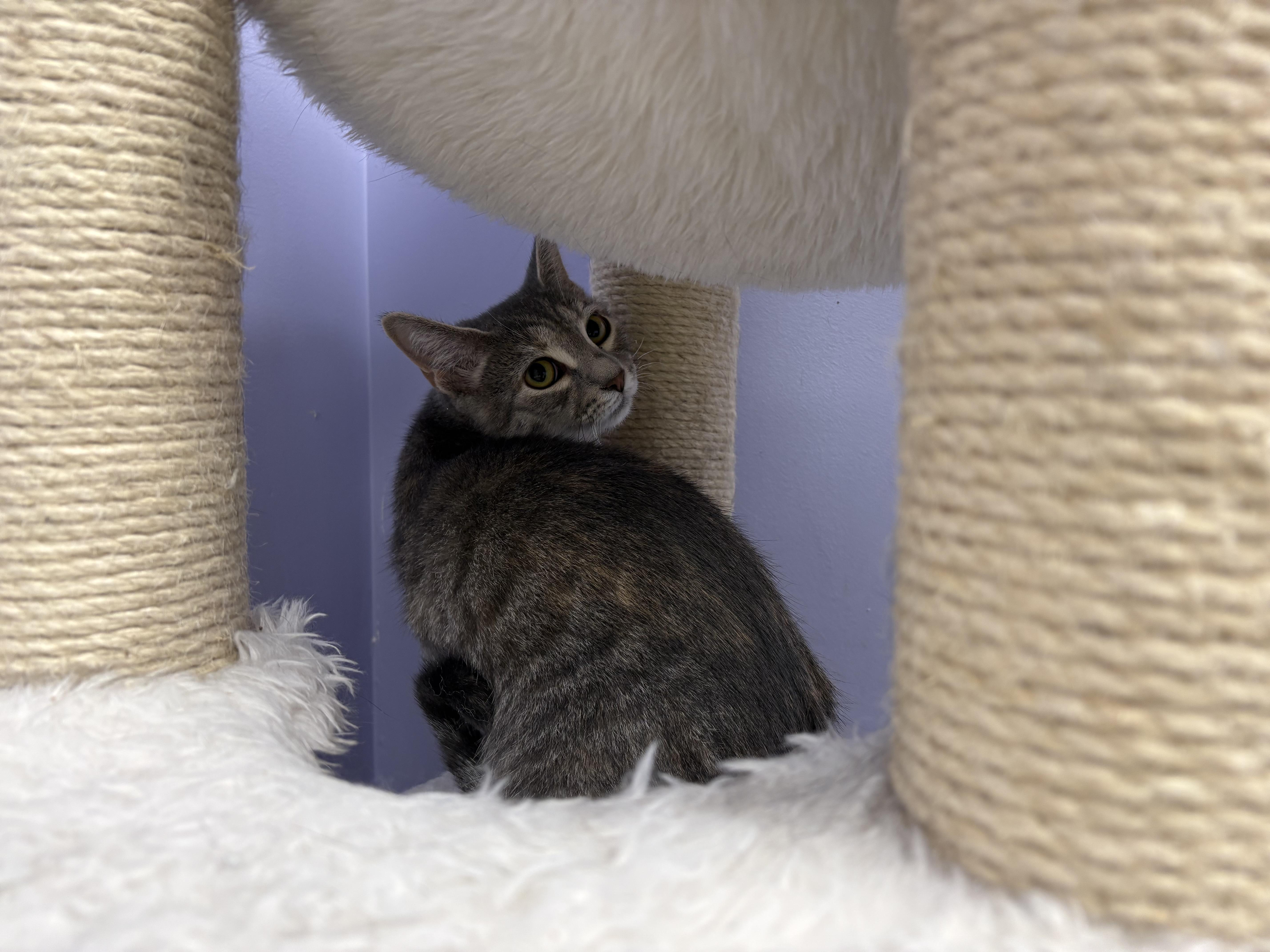 Kiwi, a Adoptable Domestic Short Hair in Richboro, PA image 4/4
