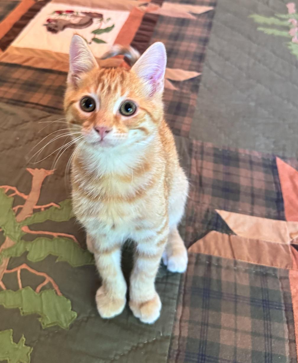 Wyatt, adopted, Kitten Male Domestic Medium Hair.