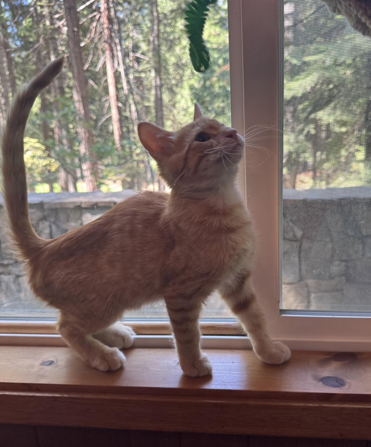 Enlarge Wyatt, an adopted Domestic Medium Hair in Emeryville, CA image 2/5