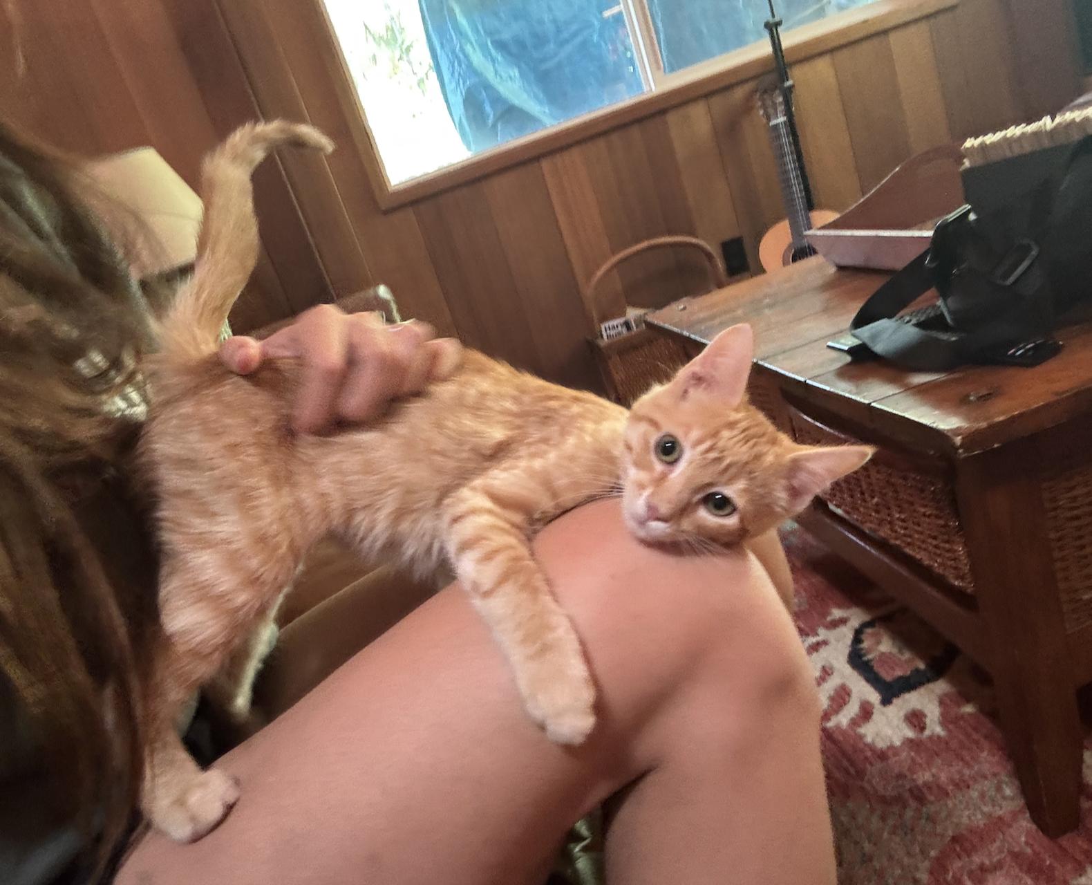 Enlarge Wyatt, an adopted Domestic Medium Hair in Emeryville, CA image 5/5
