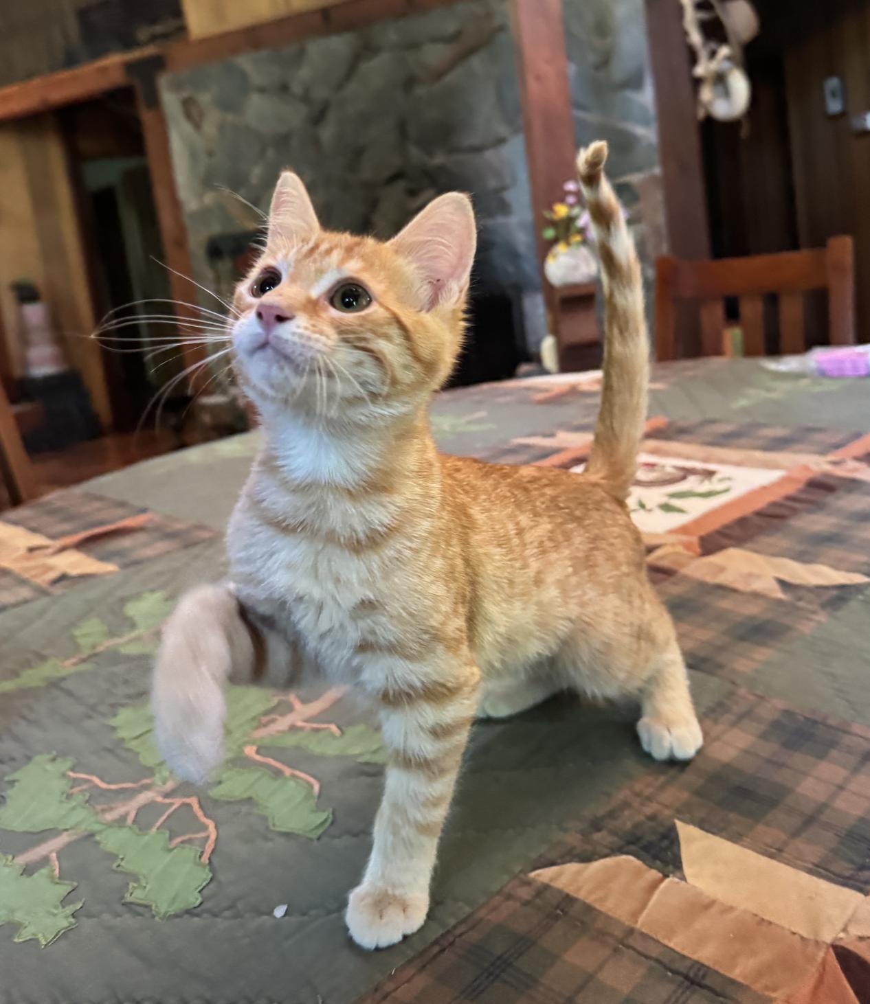 Enlarge Wyatt, an adopted Domestic Medium Hair in Emeryville, CA image 3/5