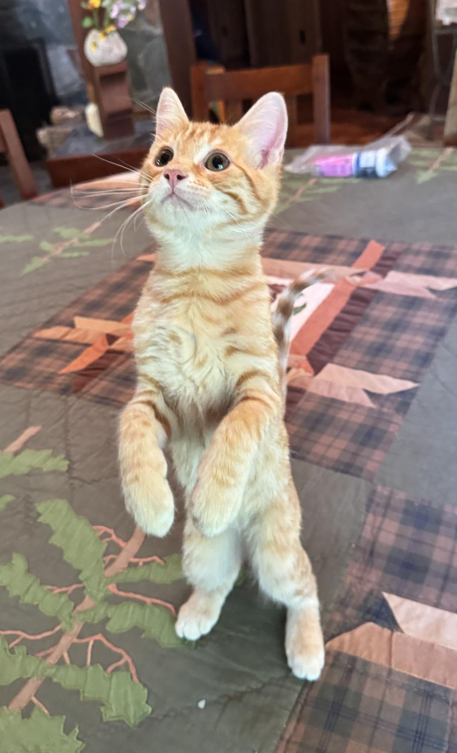 Enlarge Wyatt, an adopted Domestic Medium Hair in Emeryville, CA image 4/5