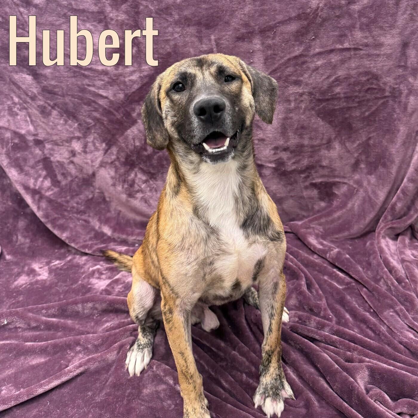 Enlarge Hubert, an adopted mixed breed in Pleasantville, NJ image 1/1