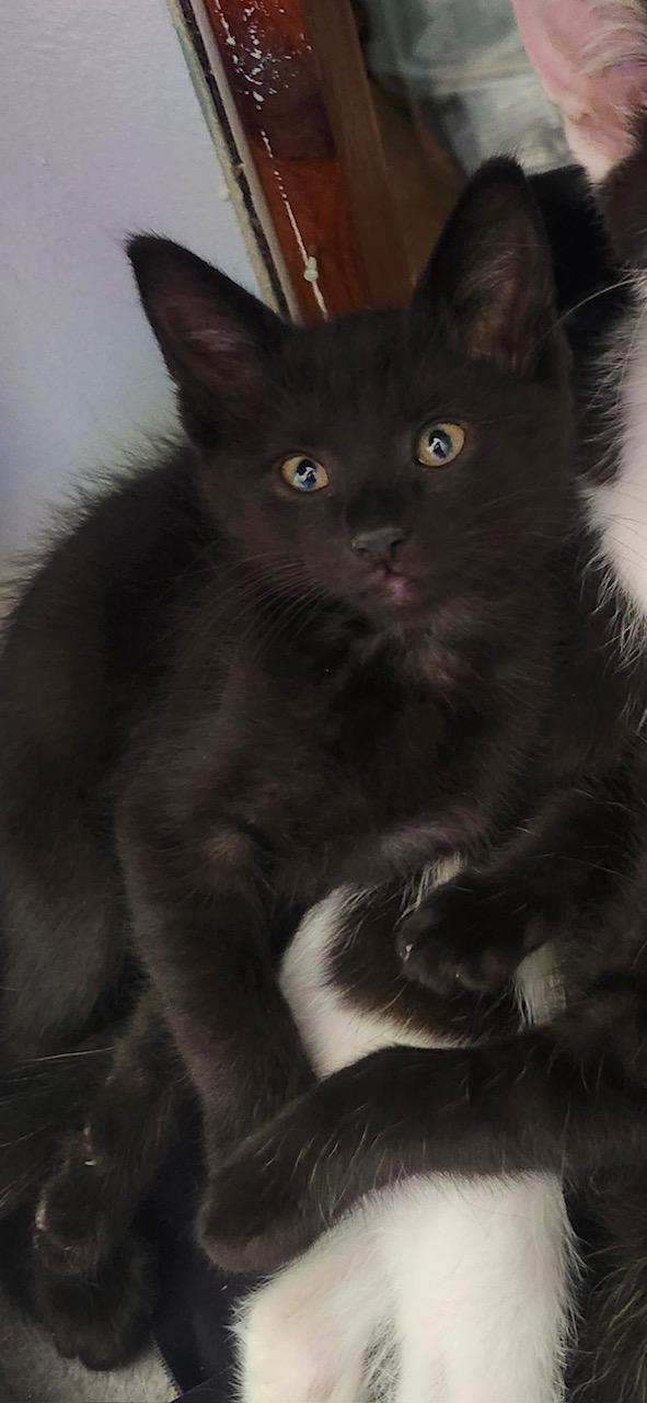 Triumph, an adopted Domestic Short Hair in Reynoldsburg, OH image 2/3