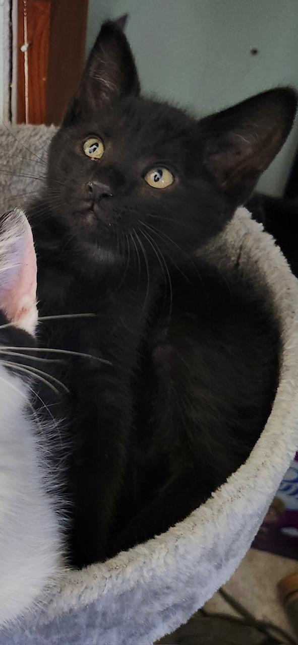 Triumph, an adopted Domestic Short Hair in Reynoldsburg, OH image 3/3