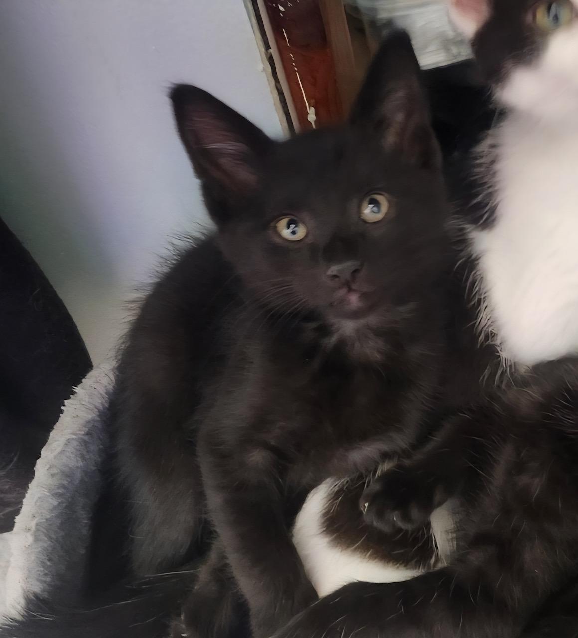 Triumph, adopted, Kitten Male Domestic Short Hair.