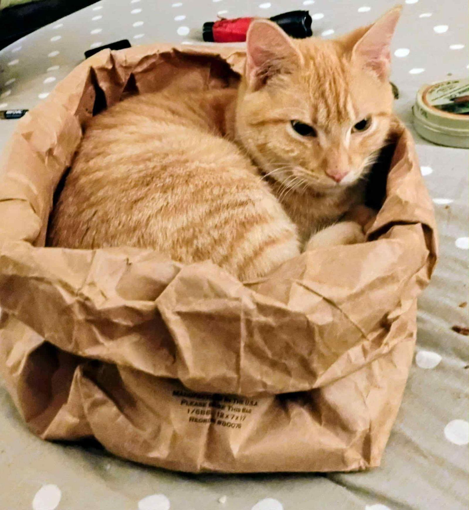 Mister, Adopted, Young Male American Shorthair.