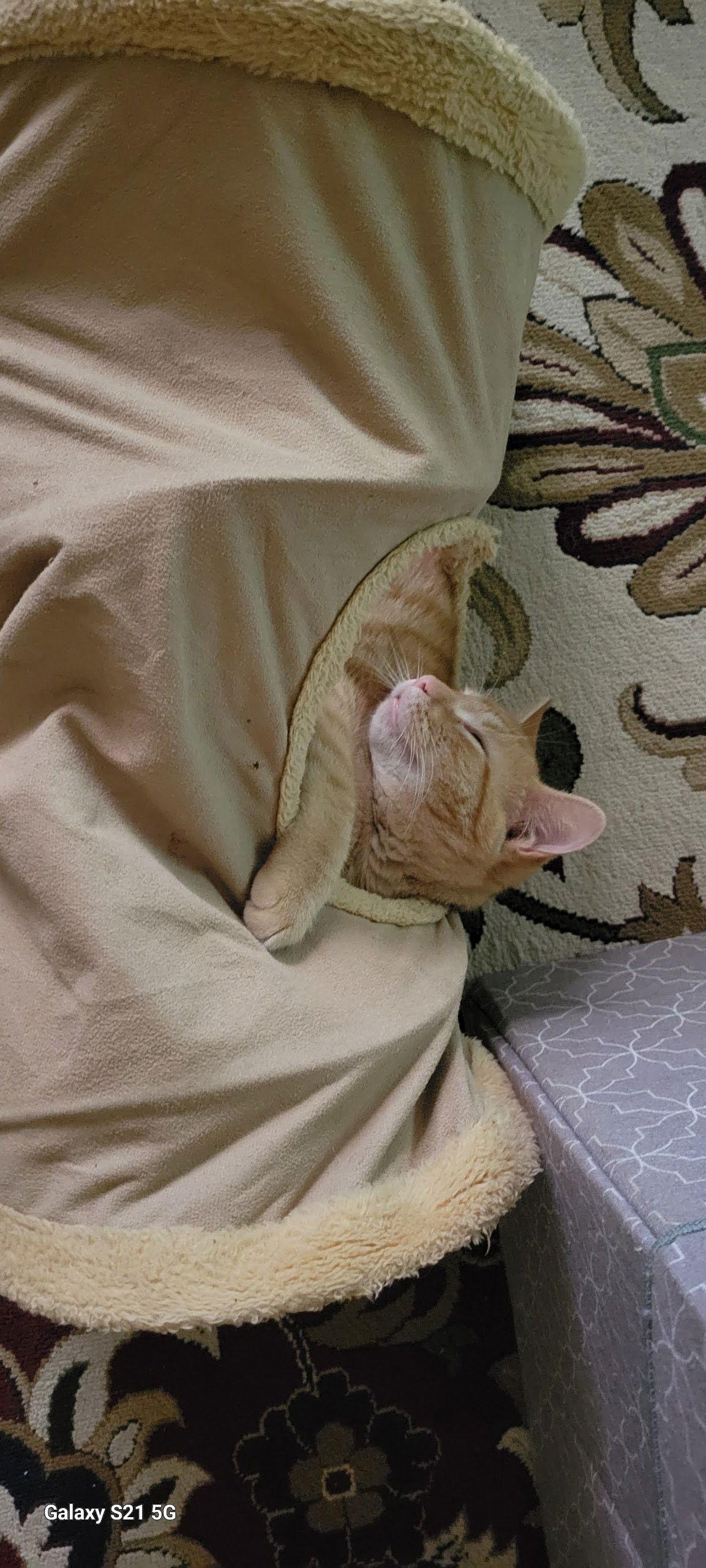 Enlarge Mister, a Adopted American Shorthair in Roanoke, AL image 2/2