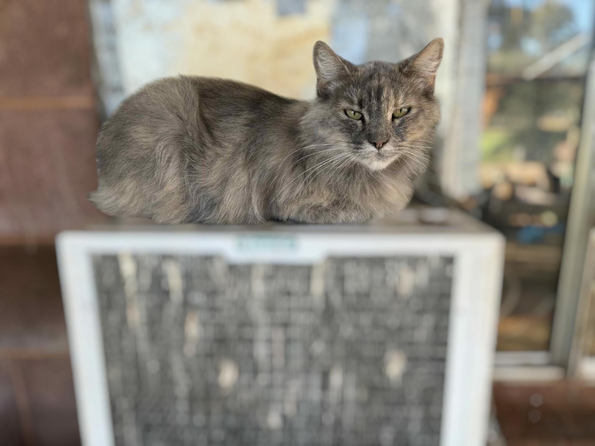 Lizzy, Adoptable, Adult Female Domestic Long Hair.