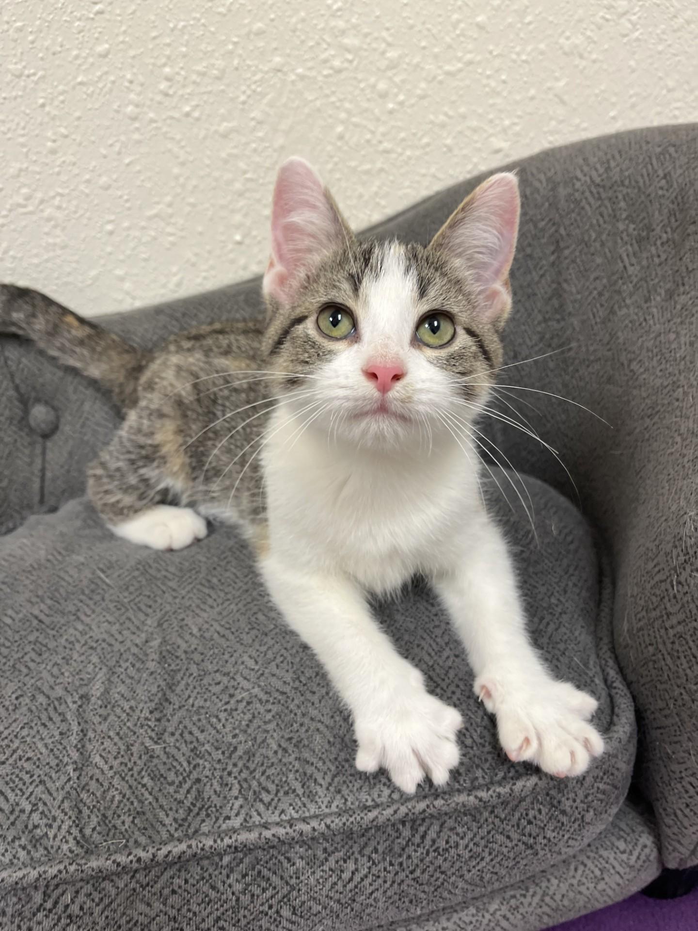 Enlarge Guava, a Adoptable Domestic Short Hair in Red Wing, MN image 4/5