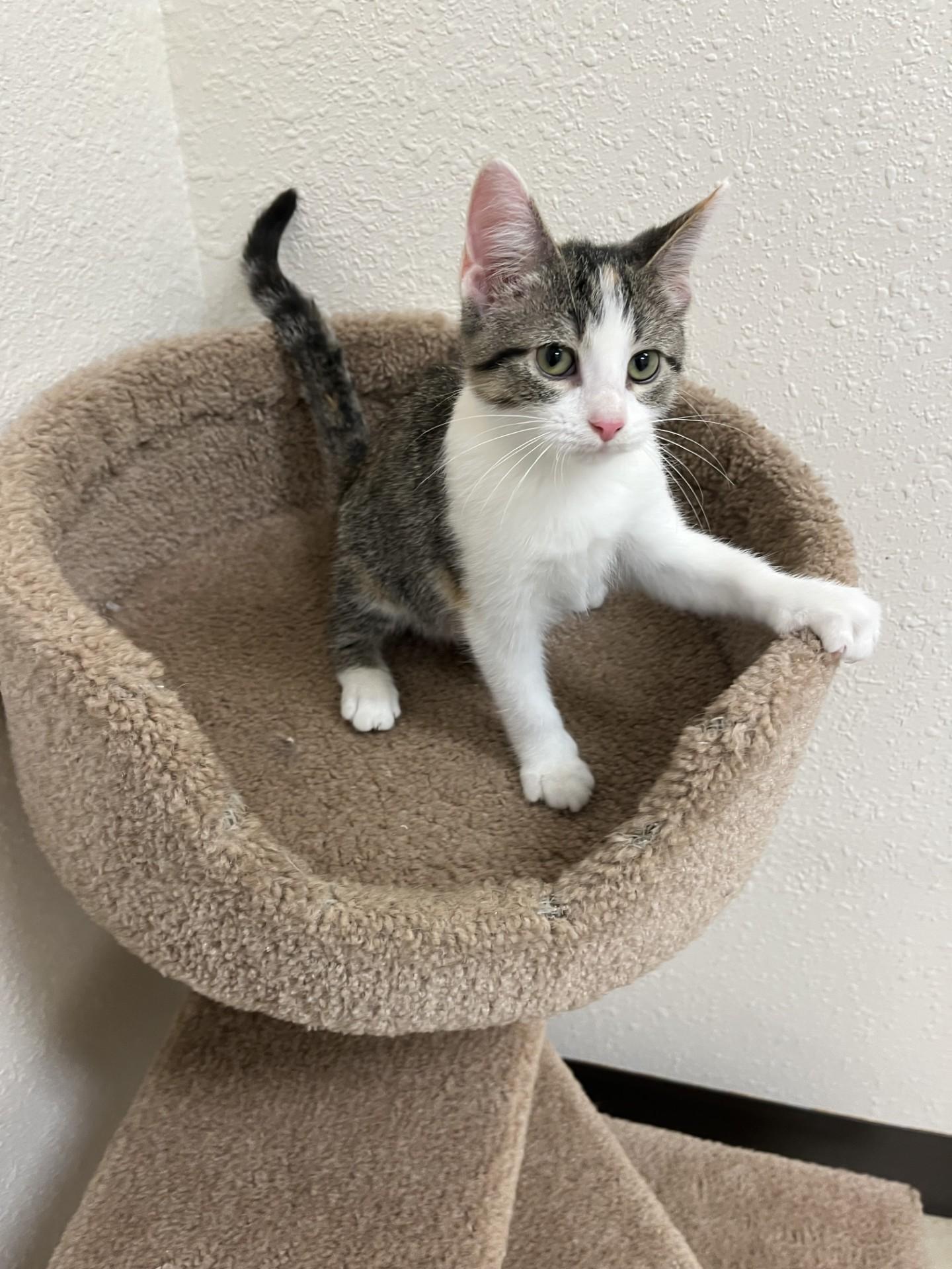 Enlarge Guava, a Adoptable Domestic Short Hair in Red Wing, MN image 3/5
