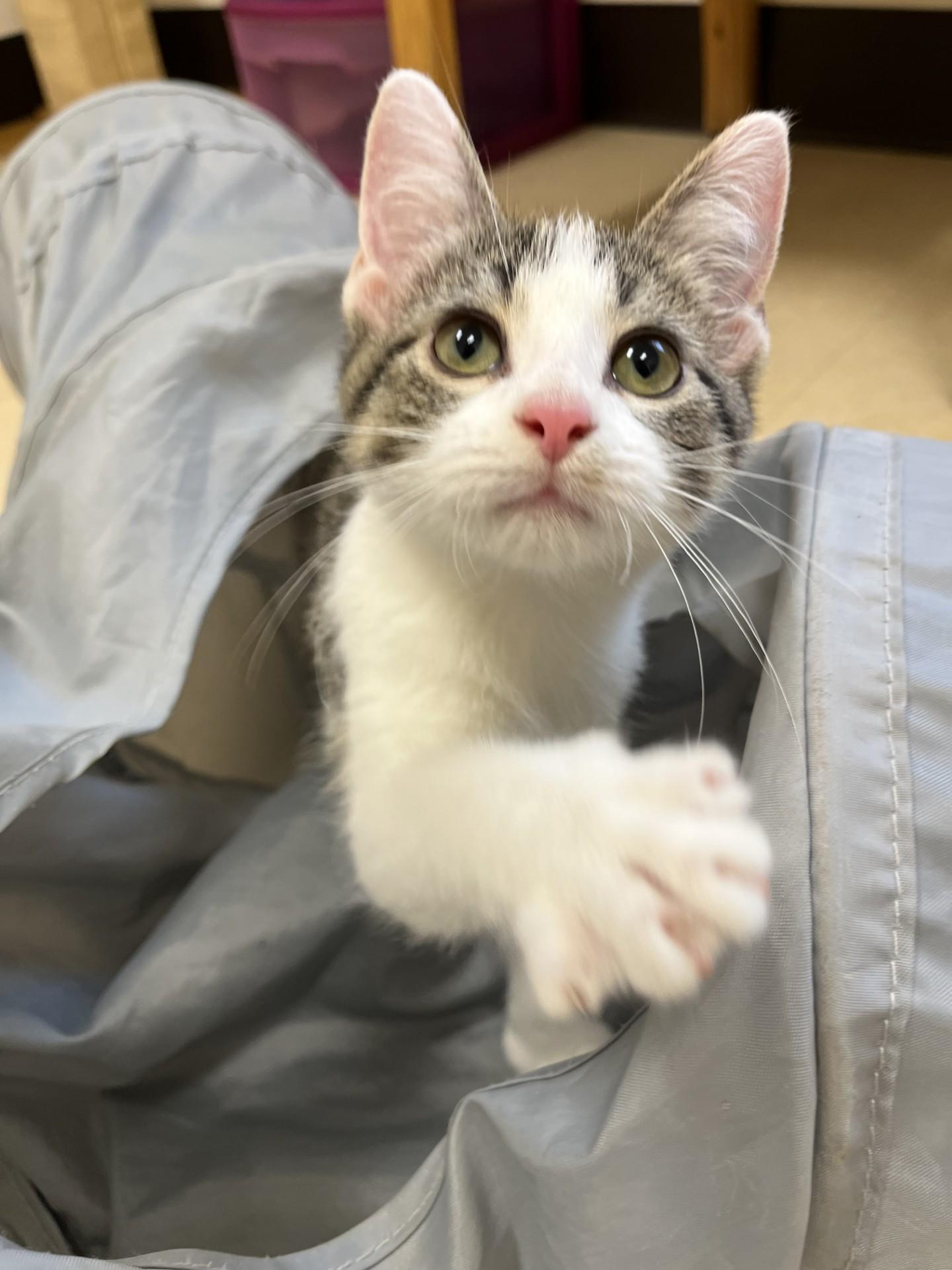 Enlarge Guava, a Adoptable Domestic Short Hair in Red Wing, MN image 5/5