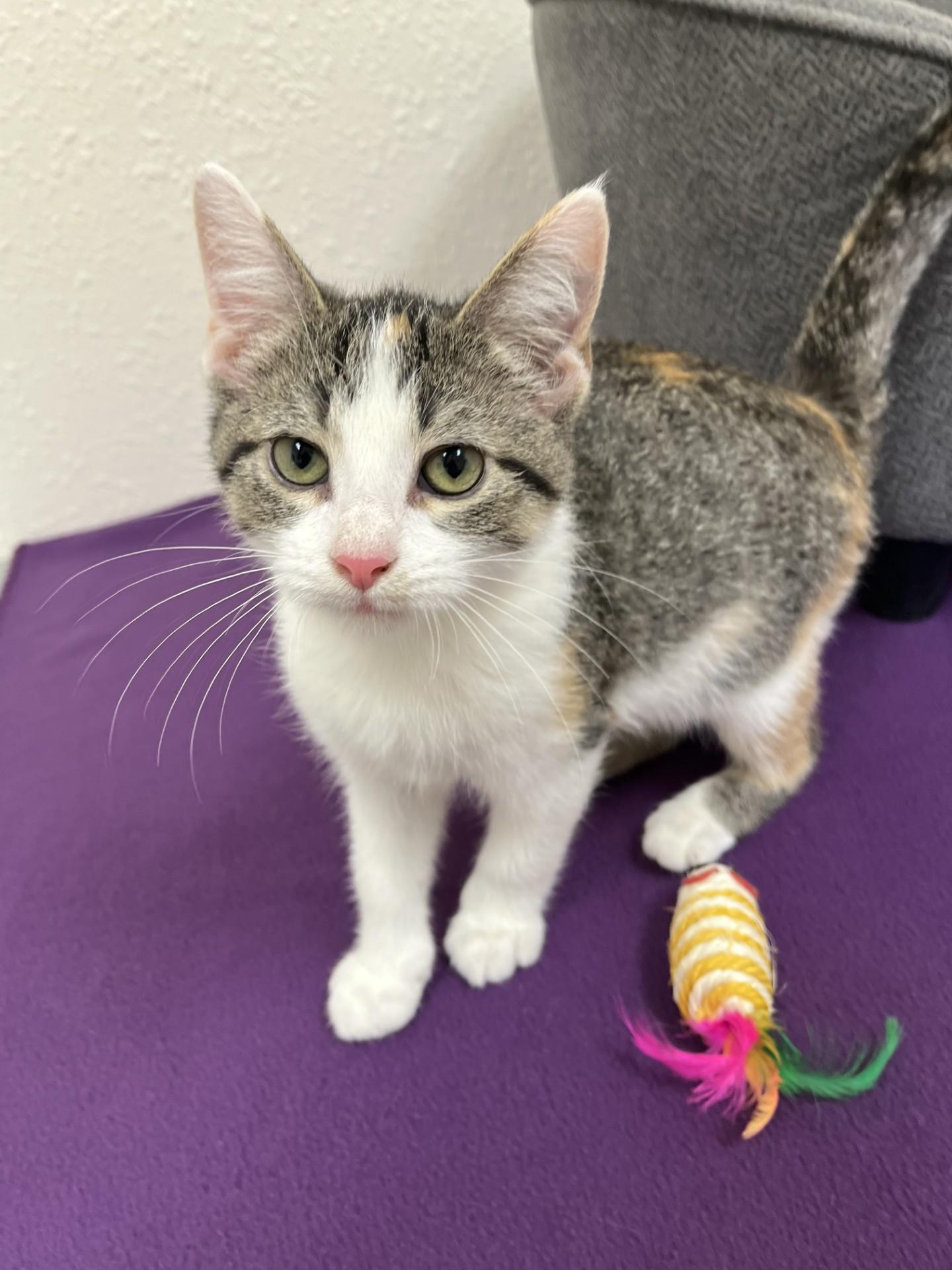 Enlarge Guava, a Adoptable Domestic Short Hair in Red Wing, MN image 1/5