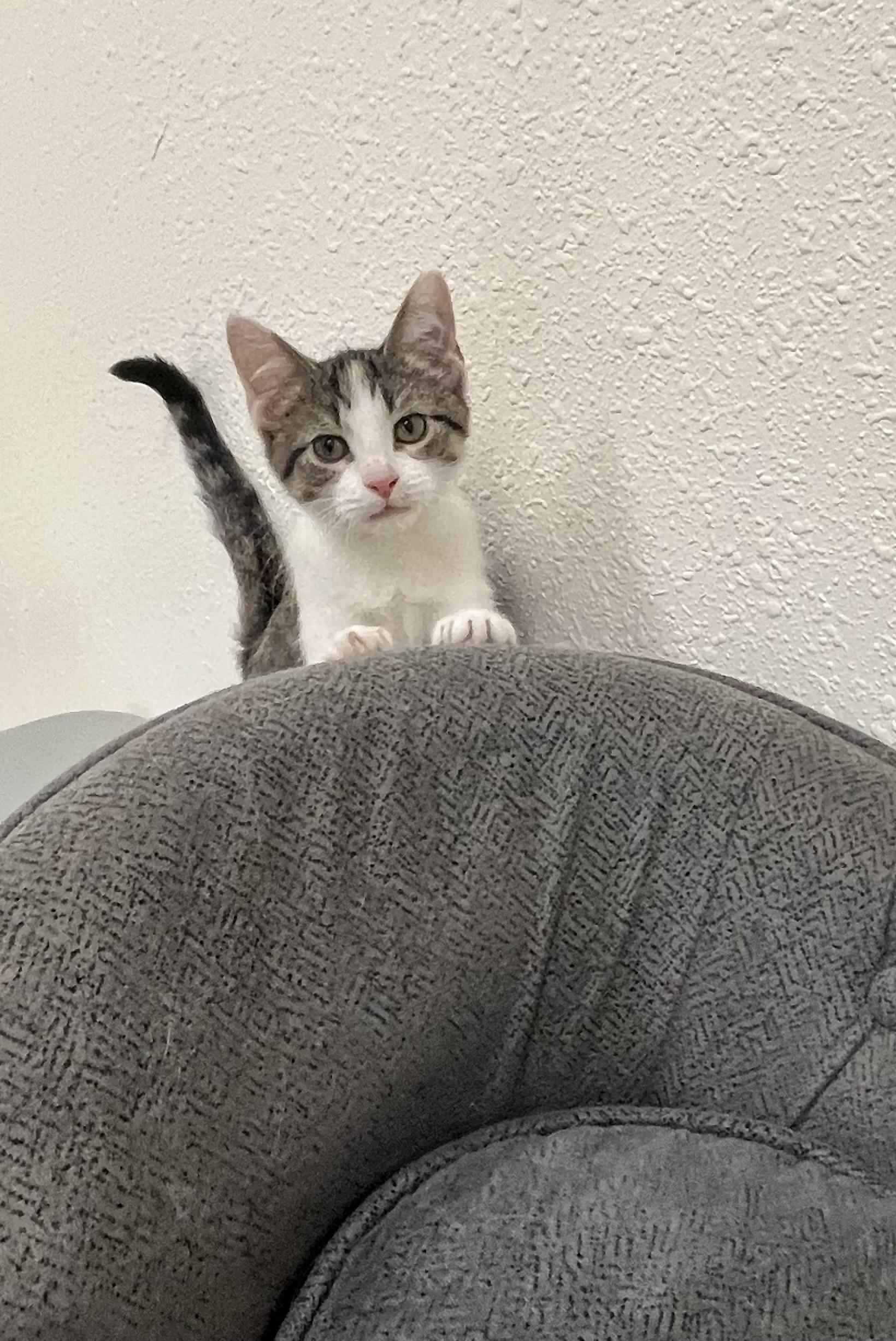 Enlarge Guava, a Adoptable Domestic Short Hair in Red Wing, MN image 2/5