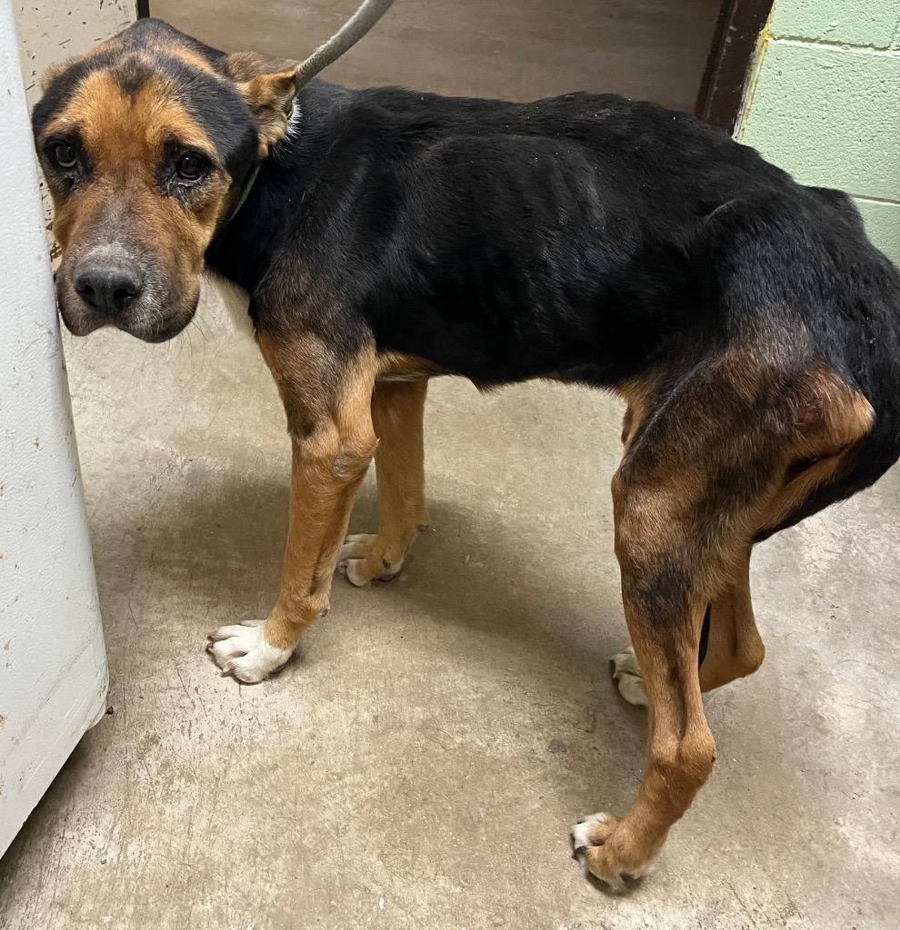 Louie, Adoptable, Adult Male Shepherd.