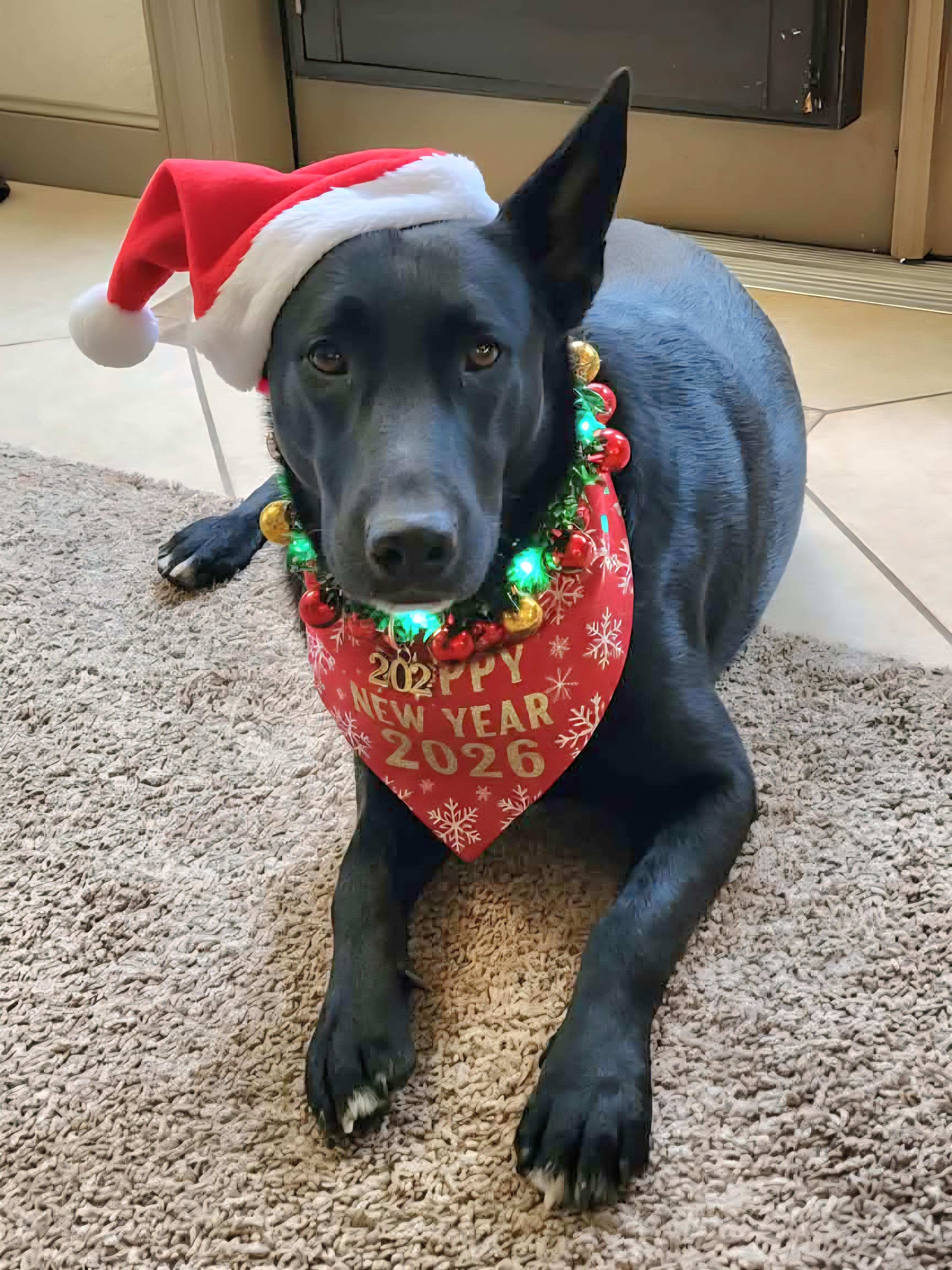 Raven, Adoptable, Young Female Shepherd & Labrador Retriever.