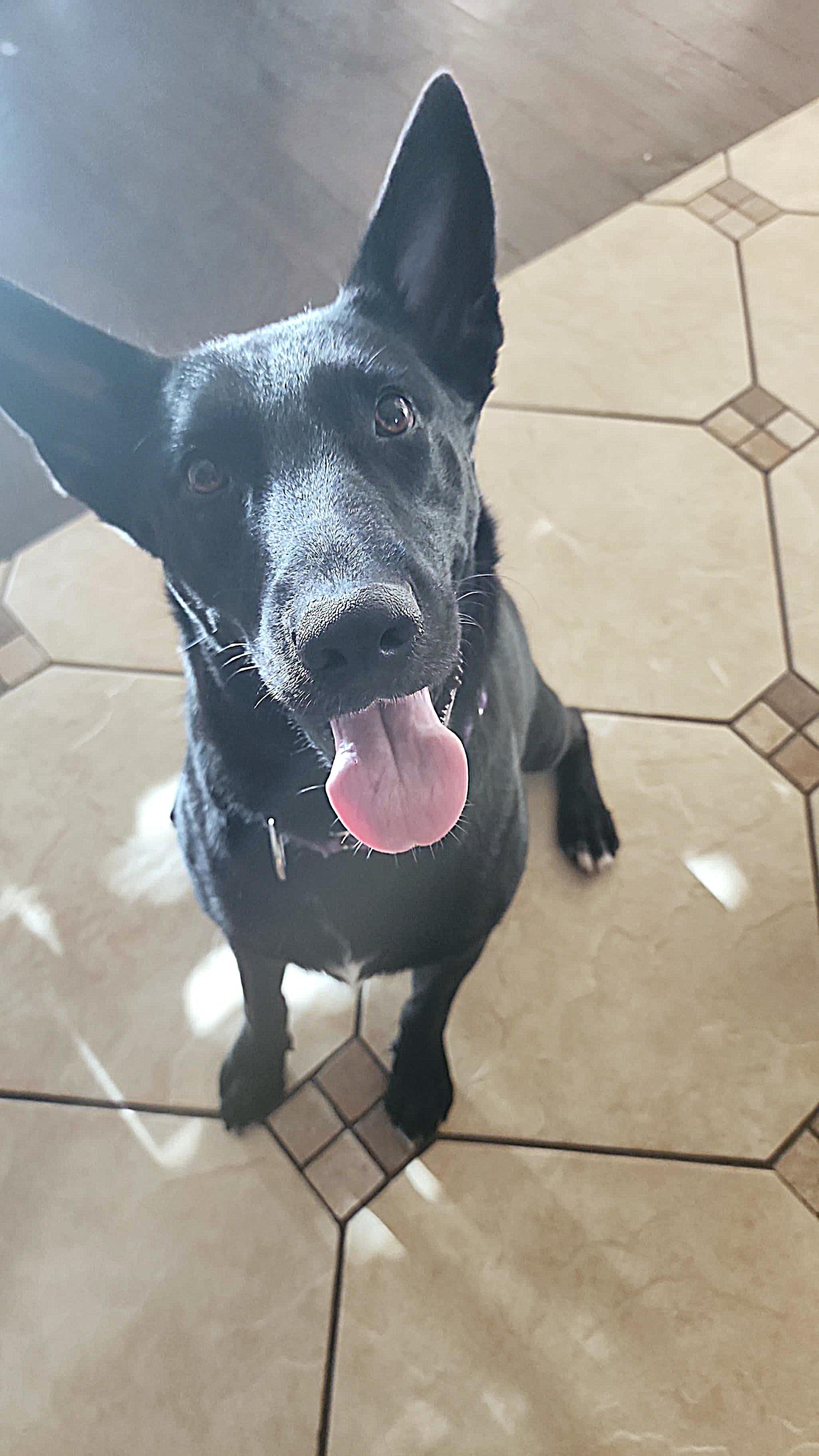 Enlarge Raven, a Adoptable mixed breed in Arlington Heights, IL image 6/6